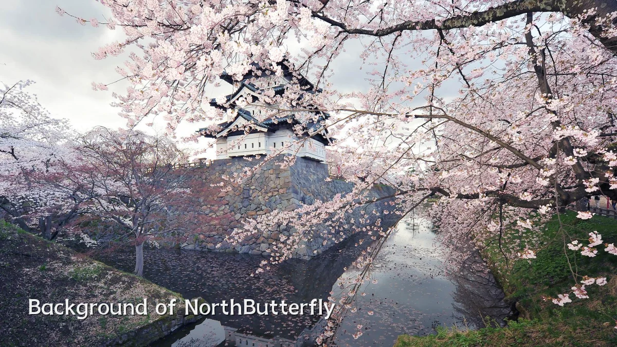 Background of NorthButterfly