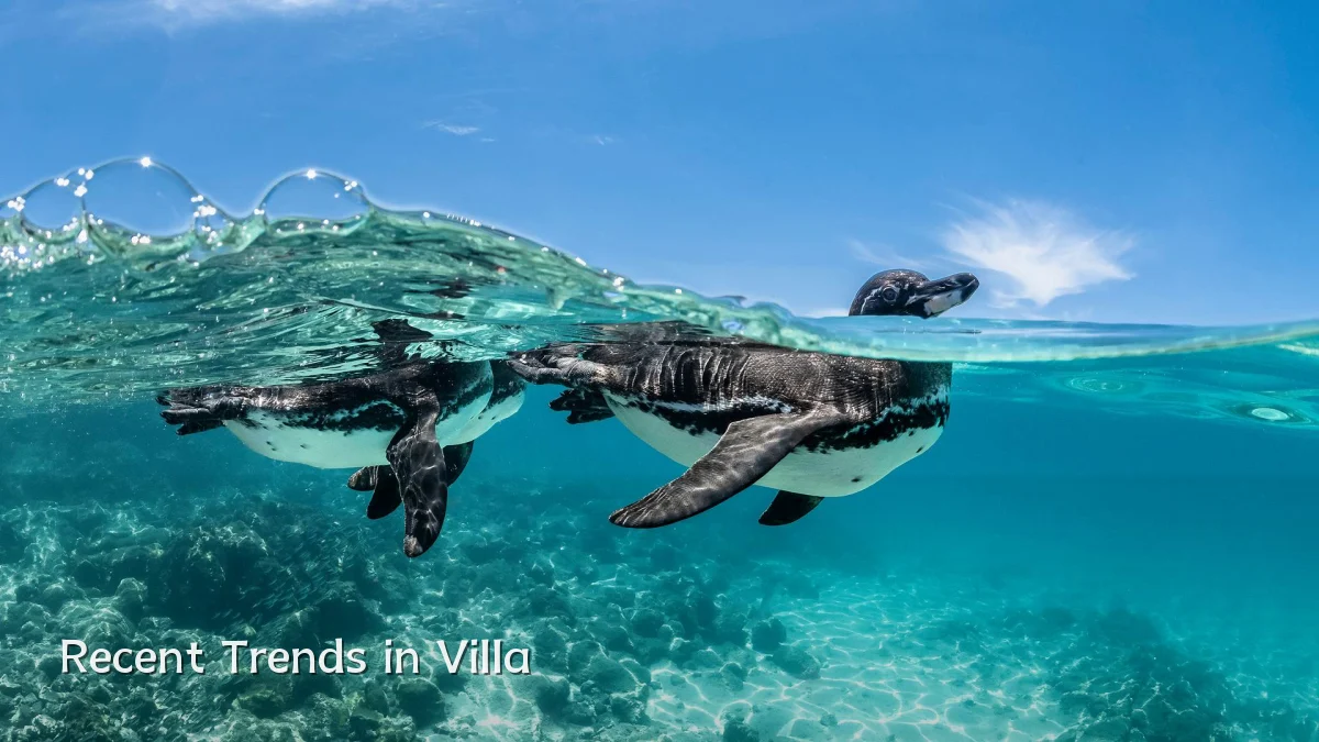 Recent Trends in Villa
