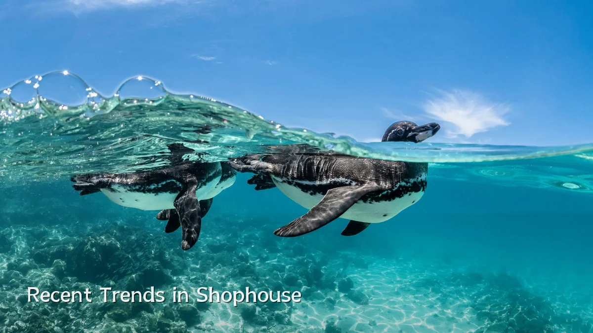 Recent Trends in Shophouse